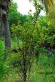 Bois de néfle gros feuille. EUGENIA mespiloïdes. Réunion. Myrtaceae. 8-10m